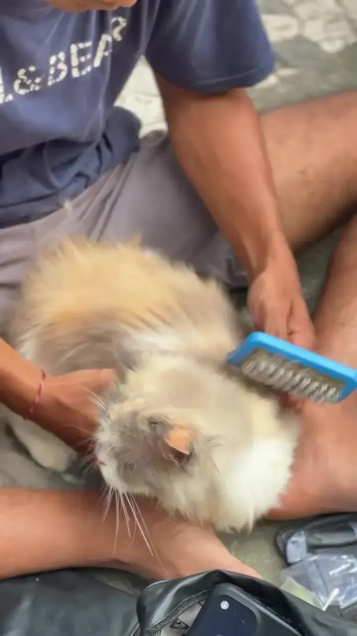 Long-haired cream cat lying relaxed while its coat is brushed through