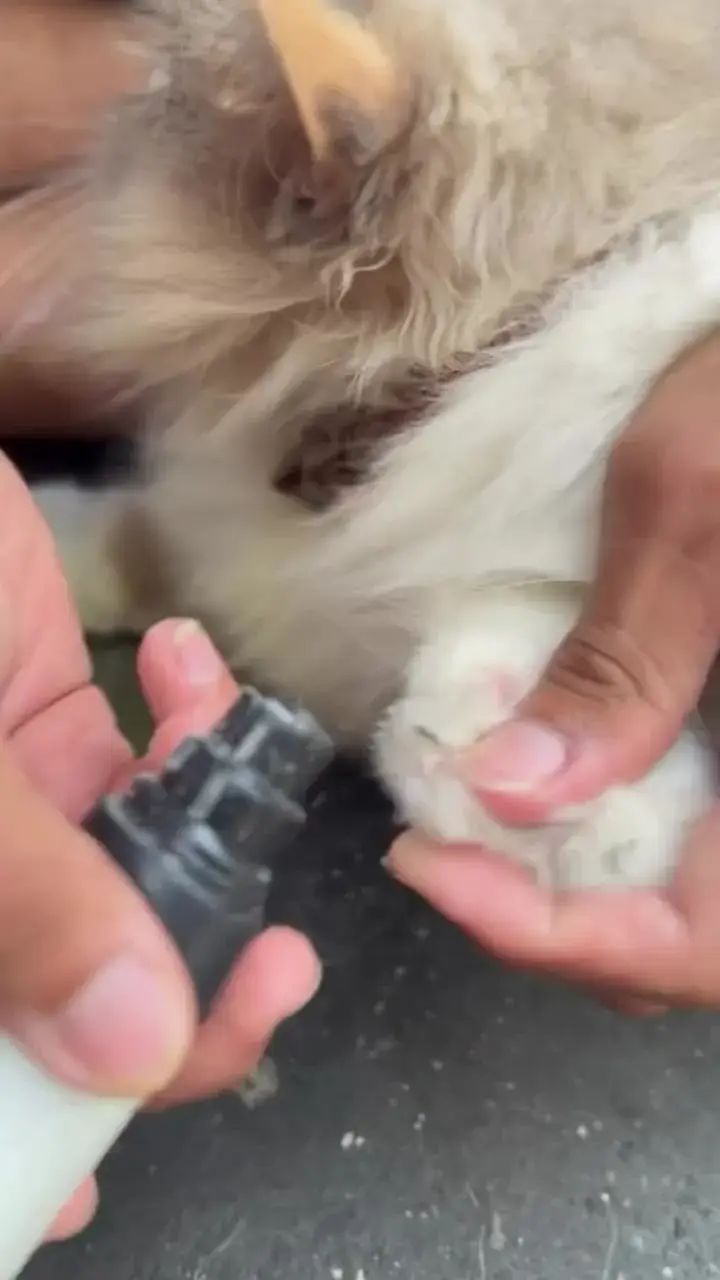 Close-up of a cat paw held gently while one nail is smoothed with a grinder