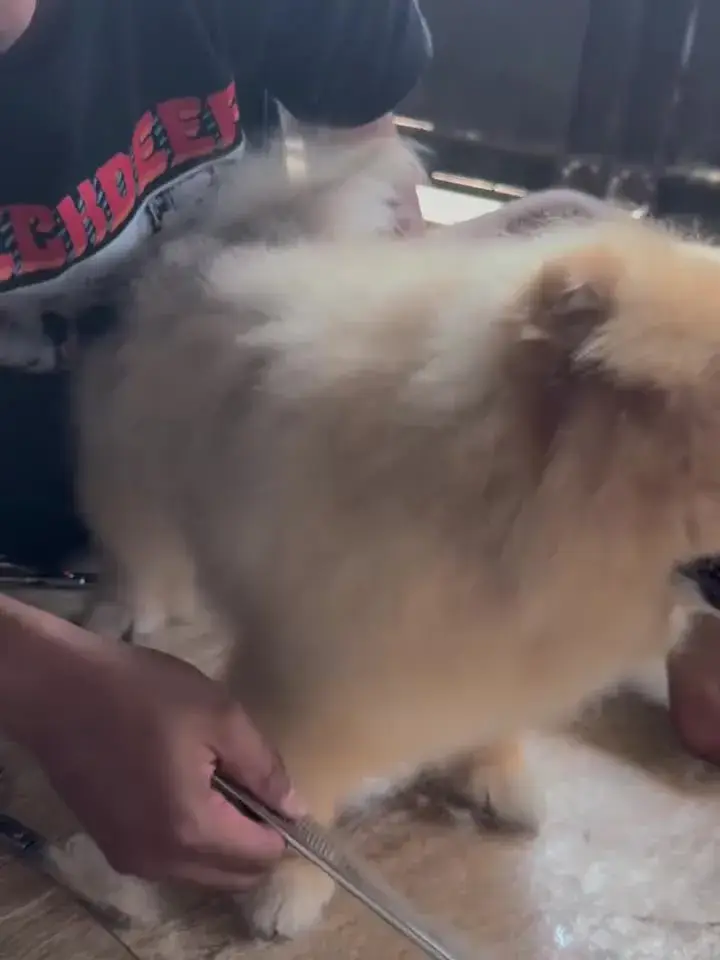 Cream Pomeranian being brushed out after drying, coat lifted and free of mats