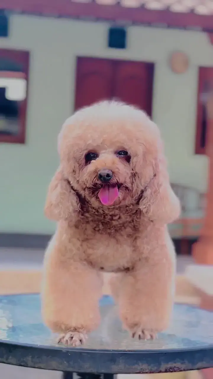 Apricot toy poodle standing on the grooming table after a teddy bear cut, coat trimmed round and even