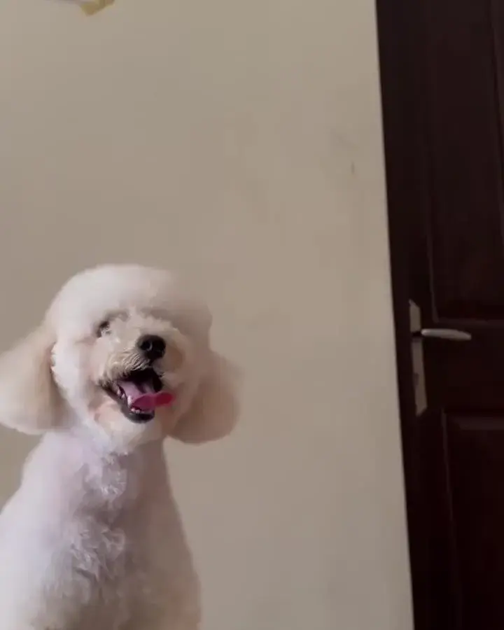 White poodle indoors after a full groom, face and body clipped into a clean round shape