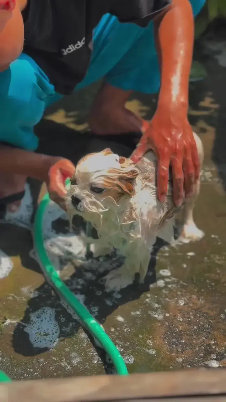 Small white and brown shih tzu being lathered with shampoo during its bath